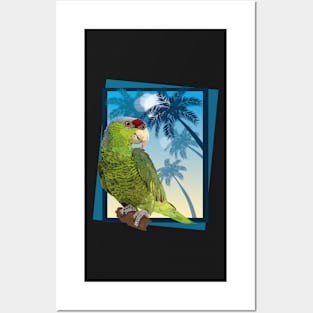 Amazona Guayabera Posters and Art